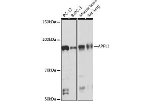 Western blot analysis of extracts of various cell lines, using  Rabbit mAb (ABIN7265443) at 1:1000 dilution. (APPL1 antibody)
