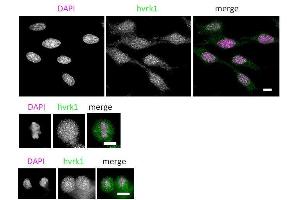 Immunofluorescence (IF) image for anti-Vaccinia Related Kinase 1 (VRK1) (N-Term) antibody (ABIN2452161) (VRK1 antibody  (N-Term))