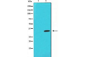 Western blot analysis of c-Jun phosphorylation expression in UV treated NIH-3T3 whole cell lysates,The lane on the left is treated with the antigen-specific peptide.