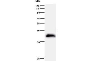 Western Blotting (WB) image for anti-BUD31 Homolog (BUD31) antibody (ABIN930970) (BUD31 antibody)