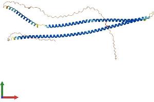 AlphaFold protein structure predicition of Human Recombinant KRT37 Protein, UniprotID O76014 (Keratin 37 Protein (KRT37) (AA 1-449) (His tag))