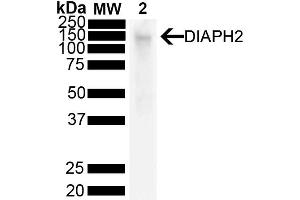 Western Blot analysis of Mouse liver showing detection of 125 kda DIAPH2 protein using Mouse Anti-DIAPH2 Monoclonal Antibody, Clone V78 P3C10-D3 (ABIN6932857). (DIAPH2 antibody  (PerCP))