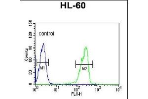 LRG1 Antibody (N-term) (ABIN652229 and ABIN2840955) flow cytometric analysis of HL-60 cells (right histogram) compared to a negative control cell (left histogram).