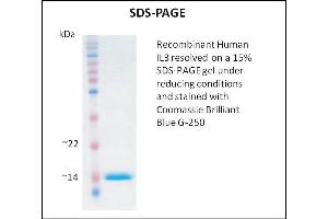 SDS-PAGE (SDS) image for Interleukin 3 (IL-3) (Active) protein (ABIN5509348) (IL-3 Protein)