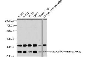 Western blot analysis of extracts of various cell lines, using Mast Cell Chymase (Mast Cell Chymase (CM)) antibody (ABIN6129269, ABIN6138762, ABIN6138763 and ABIN6221317) at 1:3000 dilution. (CMA1 antibody  (AA 81-247))