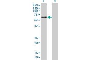Western Blot analysis of NCK1 expression in transfected 293T cell line by NCK1 MaxPab polyclonal antibody. (NCK1 antibody  (AA 1-377))