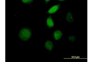Immunofluorescence of purified MaxPab antibody to MORF4 on HeLa cell. (MORF4 antibody  (AA 1-235))