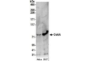 Western Blotting (WB) image for anti-CoaA (AA 150-200) antibody (ABIN7449380) (CoaA (AA 150-200) antibody)