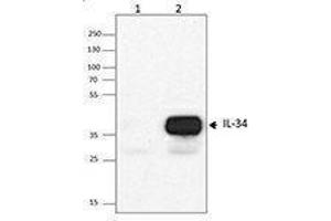 Western Blotting (WB) image for anti-Interleukin 34 (IL34) antibody (ABIN2665167) (IL-34 antibody)