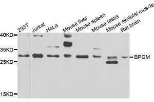 Western blot analysis of extracts of various cell lines, using BPGM antibody (ABIN5975215) at 1/1000 dilution. (BPGM antibody)