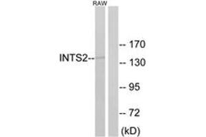 Western blot analysis of extracts from RAW264. (INTS2 antibody  (AA 201-250))