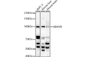 Western blot analysis of extracts of various cell lines, using  antibody (ABIN6131155, ABIN6136539, ABIN6136540 and ABIN6221035) at 1:1000 dilution. (ADAM9 antibody  (AA 475-685))