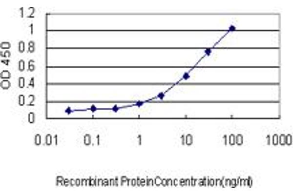 MEF2BNB antibody  (AA 1-119)