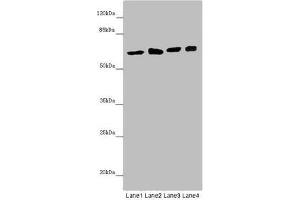 Western blot All lanes: SOCS4 antibody at 4. (SOCS4 antibody  (AA 1-270))