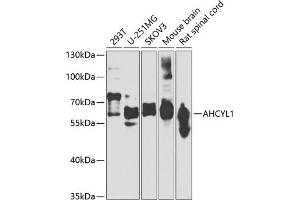 Western blot analysis of extracts of various cell lines, using  antibody (ABIN6129886, ABIN6136667, ABIN6136668 and ABIN6223725) at 1:1000 dilution. (AHCYL1 antibody  (AA 31-260))
