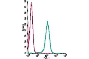 Cell surface detection of ACE2 by indirect flow cytometry in live intact human  monocytic leukemia cell line: + goat-anti-rabbit-FITC. (ACE2 antibody  (Extracellular))