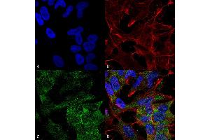 Immunocytochemistry/Immunofluorescence analysis using Rabbit Anti-ATG10 Polyclonal Antibody .
