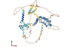 AlphaFold protein structure predicition of Human Recombinant LMOD2 Protein, UniprotID Q6P5Q4