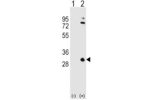 Western Blotting (WB) image for anti-Apolipoprotein A-I (APOA1) (AA 10-37) antibody (ABIN3029990)
