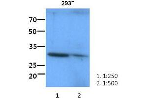 The lysate of 293T (60ug) were resolved by SDS-PAGE, transferred to PVDF membrane and probed with anti-human ITLN1 antibody(1:250-1:500). (ITLN1/Omentin antibody)