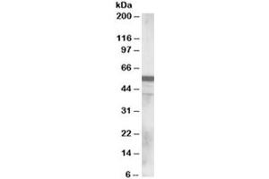 Western blot testing of human lung lysate with RNF8 antibody at 0. (RNF8 antibody)