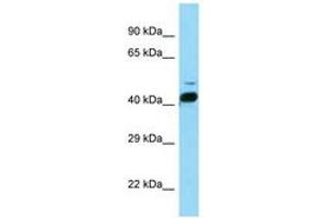 Image no. 1 for anti-RAR-Related Orphan Receptor B (RORB) (AA 86-135) antibody (ABIN6748143)