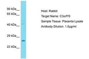 Image no. 1 for anti-Chromosome 3 Open Reading Frame 70 (C3ORF70) (AA 170-219) antibody (ABIN6750790) (C3ORF70 antibody  (AA 170-219))