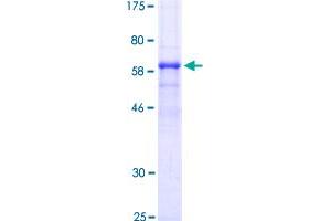 Cathepsin B Protein (CTSB) (AA 1-339) (GST tag)