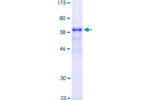Cathepsin B Protein (CTSB) (AA 1-339) (GST tag)