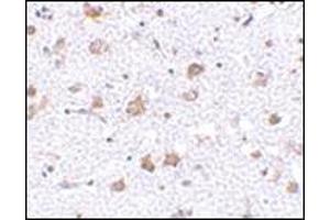 Immunohistochemistry of MANF in human brain tissue with this product at 2. (MANF antibody  (C-Term))