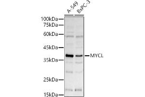 Western blot analysis of extracts of various cell lines, using MYCL antibody (ABIN7269669) at 1:1000 dilution. (LMYC antibody  (AA 40-180))