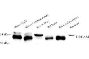 Western blot analysis of DREAM (ABIN7073771) at dilution of 1: 1000 (DREAM antibody)