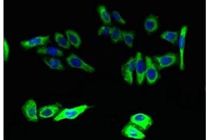 Immunofluorescent analysis of HepG2 cells using ABIN7151568 at dilution of 1:100 and Alexa Fluor 488-congugated AffiniPure Goat Anti-Rabbit IgG(H+L) (ELOVL5 antibody  (AA 247-299))