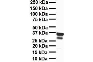 WB Suggested Anti-TFB1M antibody Titration: 1 ug/mL Sample Type: Human liver (TFB1M antibody  (N-Term))