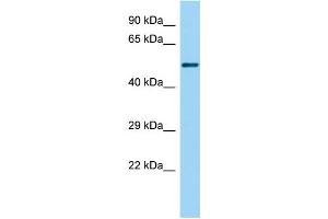 Host: Rabbit Target Name: Gabpb2 Sample Type: Rat Small Intestine lysates Antibody Dilution: 1. (GABPB2 antibody  (N-Term))