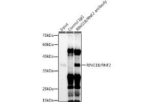 Immunoprecipitation analysis of 300 μg extracts of U-937 cells using 3 μg RING1B/RNF2 antibody (ABIN7270070). (RNF2 antibody)