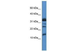 Western Blot showing ELOF1 antibody used at a concentration of 1. (ELOF1 antibody  (Middle Region))
