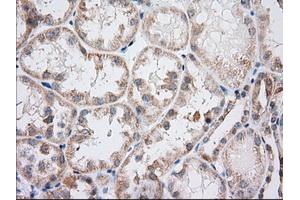 Immunohistochemical staining of paraffin-embedded Human Kidney tissue using anti-IFT57 mouse monoclonal antibody.