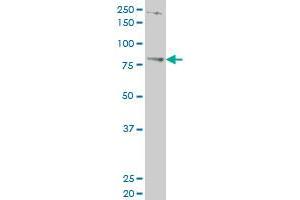 TBX3 antibody  (AA 311-410)