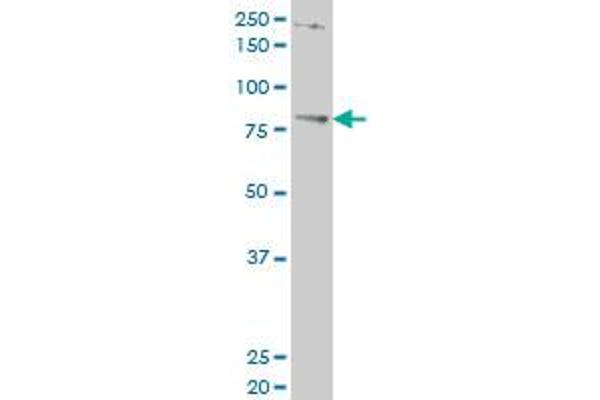 TBX3 antibody  (AA 311-410)