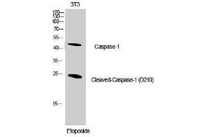 Western Blotting (WB) image for anti-Caspase 1 (CASP1) (Asp210), (cleaved) antibody (ABIN3172727) (Caspase 1 antibody  (Asp210, cleaved))