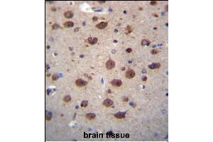 PNKD Antibody (N-term) (ABIN656498 and ABIN2845773) immunohistochemistry analysis in formalin fixed and paraffin embedded human brain tissue followed by peroxidase conjugation of the secondary antibody and DAB staining. (PNKD antibody  (N-Term))