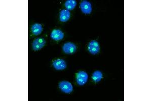 IF analysis of NOLA1/GAR1 using anti-NOLA1/GAR1 antibody (ABIN7602076). (GAR1 antibody  (AA 58-165))