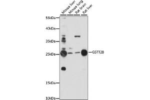Western blot analysis of extracts of various cell lines, using GSTT2B antibody (ABIN7267450) at 1:1000 dilution. (GSTT2B antibody  (AA 115-244))