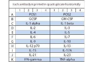 Image no. 1 for Mouse Interleukin Array Q1 (ABIN625788) (Mouse Interleukin Array Q1)