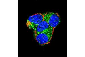 Confocal immunofluorescent analysis of AKT2 Antibody (Center) (ABIN391023 and ABIN2841193) with 293 cell followed by Alexa Fluor 488-conjugated goat anti-rabbit lgG (green). (AKT2 antibody  (AA 93-123))