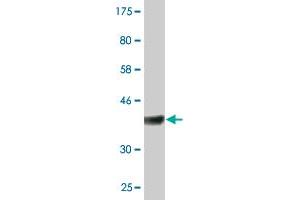 RASA1 antibody  (AA 948-1047)