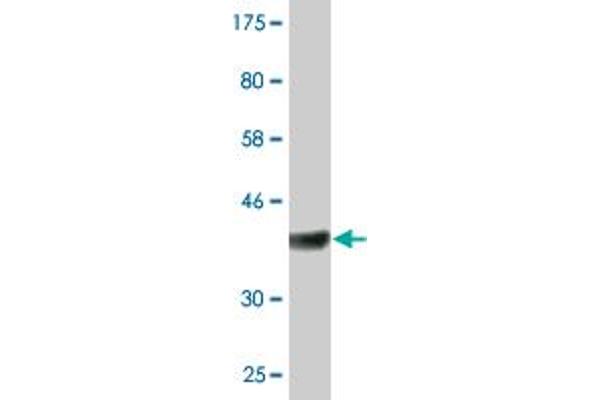 RASA1 antibody  (AA 948-1047)