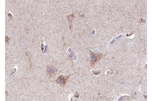 ABIN6267418 at 1/100 staining human brain tissue sections by IHC-P.