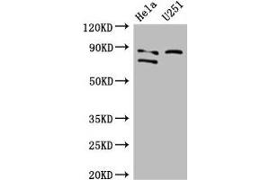 Western Blot Positive WB detected in: Hela whole cell lysate, U251 whole cell lysate All lanes: FCHO2 antibody at 3 μg/mL Secondary Goat polyclonal to rabbit IgG at 1/50000 dilution Predicted band size: 89, 44, 86 kDa Observed band size: 89, 86 kDa (FCHO2 antibody  (AA 100-203))